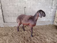 Ոչխարներ (խումբ, սեռը նշված չէ), Blackheaded Persian sheep — լուսանկար 1