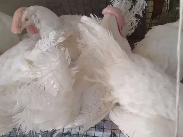 Chickens