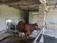 Ցուլ, Red Estonian cattle — լուսանկար 2