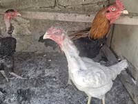 Chickens — լուսանկար 7