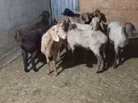 Oveja, Ovejas — foto 1