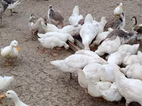 Pekin Alemão — foto 1
