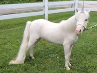 فرس, Miniature horse — الصورة 2