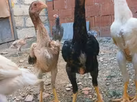 Chickens — Foto 5