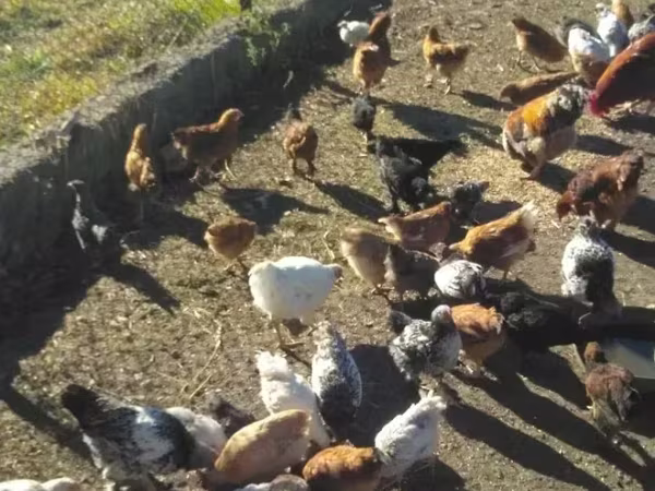 Chickens — Հայաստան