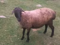 Sheep, Sheep — photo 1