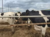 Կով, Russian Black pied cattle — լուսանկար 2