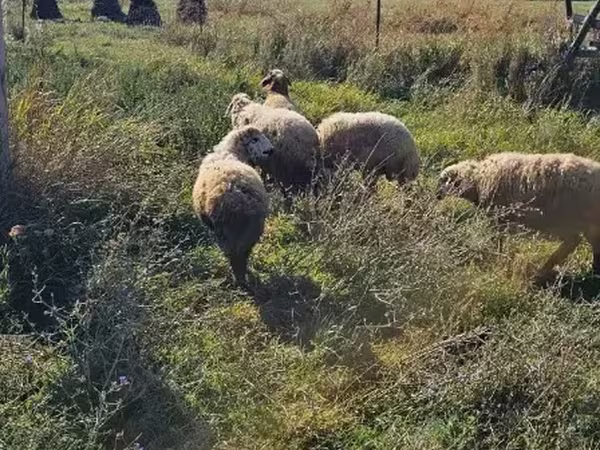 Ram, Sheep — Armenia