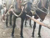 Mare, Horses — photo 4