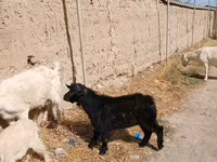 Ziegenbock, Ziegen — Foto 3