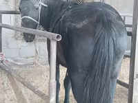 Էգ ձի, Ձիեր — լուսանկար 2
