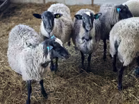 भेड़, Romanov sheep — फ़ोटो 2