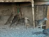 Guinea fowl — photo 4
