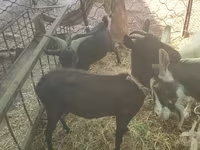 Ешкі, Murcia-Granada goats — 3-сурет