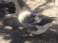Geese — Foto 3