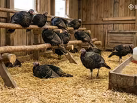 Turkeys — photo 2