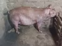 मादा सूअर, सूअर — फ़ोटो 6