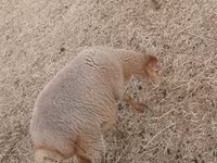 Sheep (batch, sex not specified), Sheep — photo 4