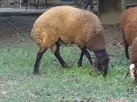 Қошқар, Қойлар — 2-сурет