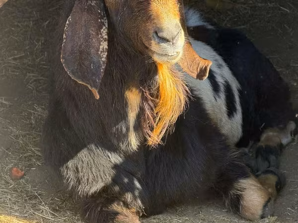 Теке, Nubian Goat