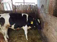 Bull, Holstein breed — photo 2