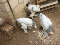 براهما — الصورة 2