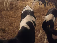 Ցուլ, Russian Black pied cattle — լուսանկար 2