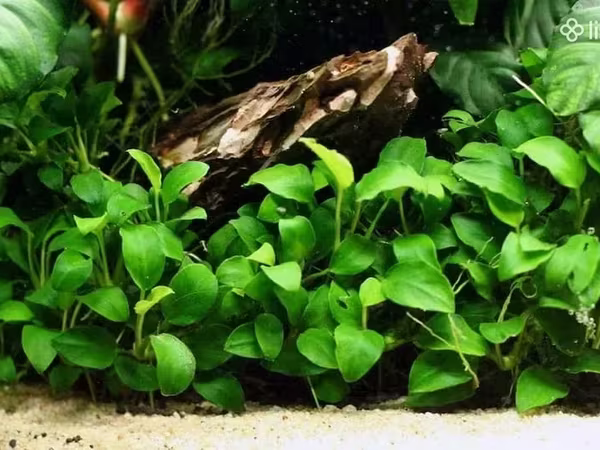 Anubias nana 10sm