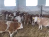 सांड, Simmental cattle — फ़ोटो 4