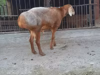 Խոյ, Saryarka sheep — լուսանկար 2