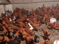 Chickens — լուսանկար 1