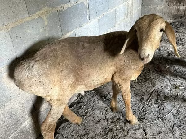 Oveja, Katum sheep