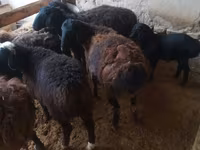 Ram, Jaidara sheep — photo 2
