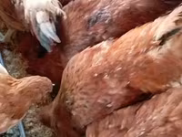 Chickens — լուսանկար 1