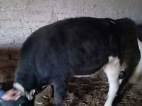 Bovinos (lote, sexo no especificado), Russian Black pied cattle — foto 1
