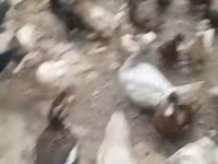 Ducks — լուսանկար 2
