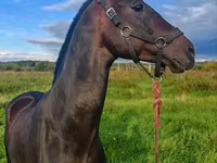 Ձի, Akhal-Teke — լուսանկար 4