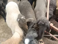 Ovelhas (lote, sexo não especificado), Edilbay sheep — foto 2