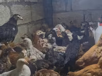 Chickens — լուսանկար 2