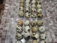 Quails — फ़ोटो 1