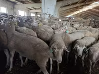 母羊, Kuibyshev sheep — 照片 1