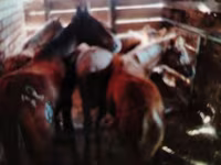 Caballos (lote, sexo no especificado), Caballos — foto 1