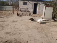 Turkeys — լուսանկար 1