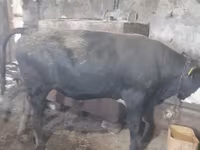 Bull, Russian Black pied cattle — photo 3
