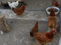 Chickens — photo 3