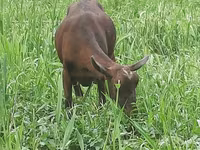 Էգ այծ, Irish goat — լուսանկար 5