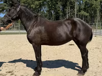 母马, Percheron — 照片 2