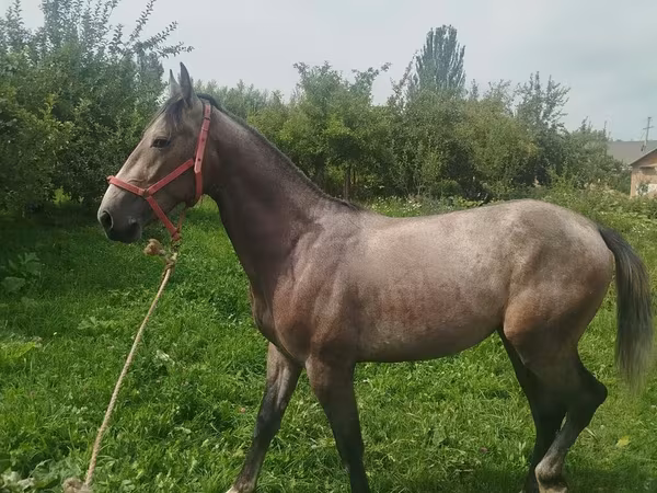 Cavalo, French Trotter