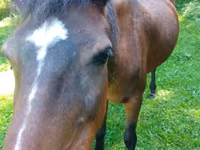 Mare, Horses — photo 6