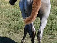 Yegua, Quarter Horse — foto 3